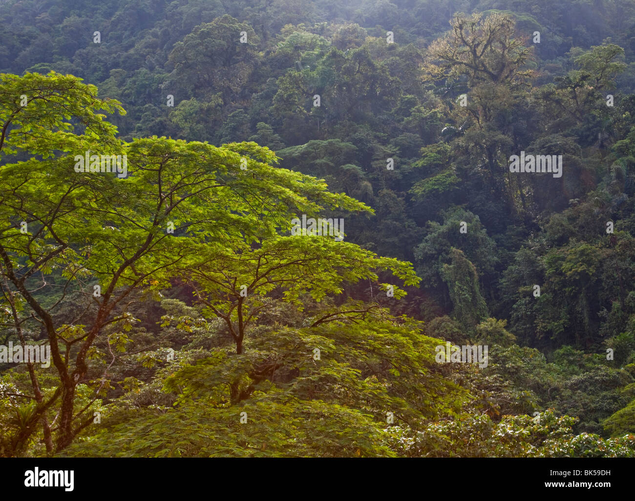 Neotropical rainforest sfumature di colori verdi nella foresta pluviale tropicale e sulla valle del fiume Costa Rica Foto Stock