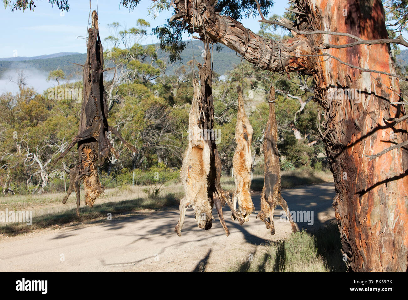 Cani selvatici shot e appeso su un lato strada albero vicino Lago Eucumbene, Australia, da parte di un agricoltore la cui pecore erano attaccati Foto Stock