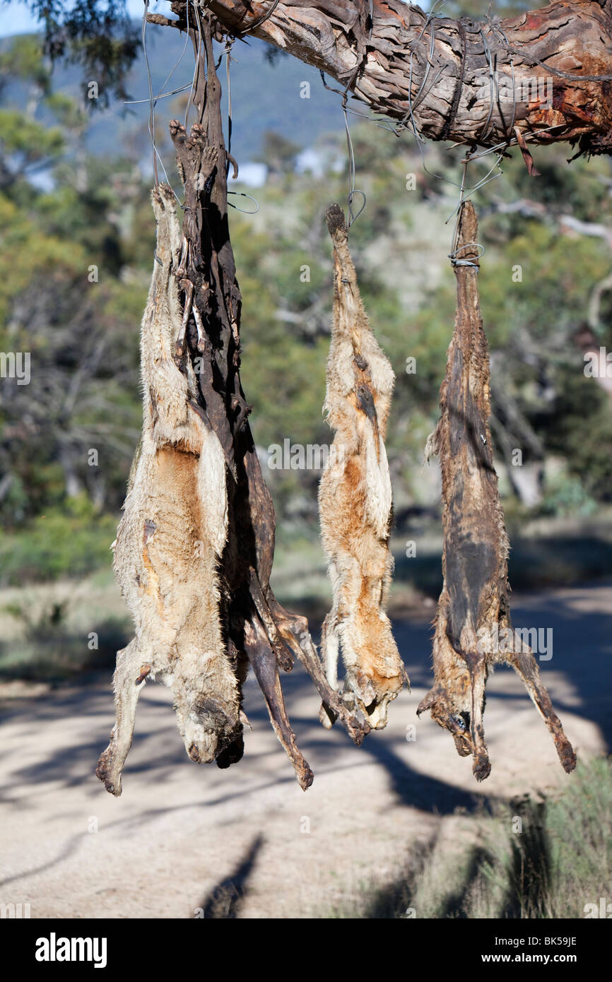 Cani selvatici shot e appeso su un lato strada albero vicino Lago Eucumbene, Australia, da parte di un agricoltore la cui pecore erano attaccati Foto Stock