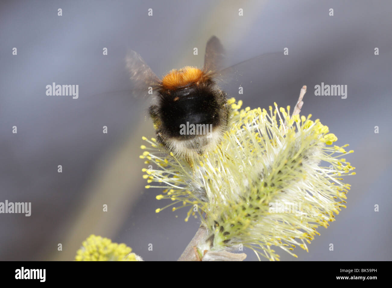 Bombus hypnorum, nuovo giardino bumblebee o albero a Bumblebee, alimentazione su un amento di salice Foto Stock