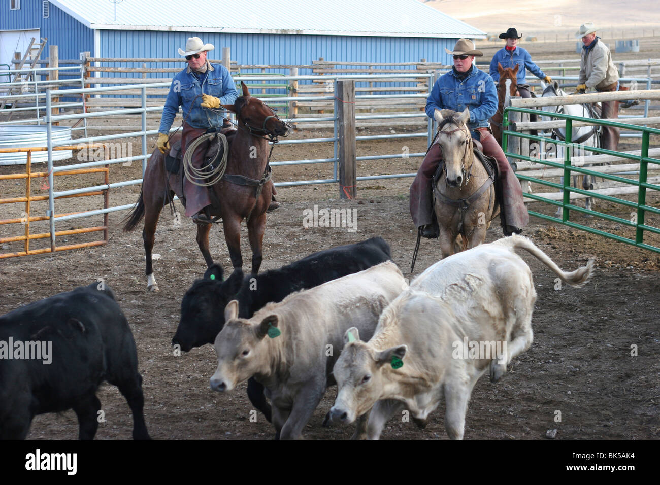 I cowboys ordinamento di bestiame in un ranch, Cross ranch di bestiame, Montana, USA Foto Stock