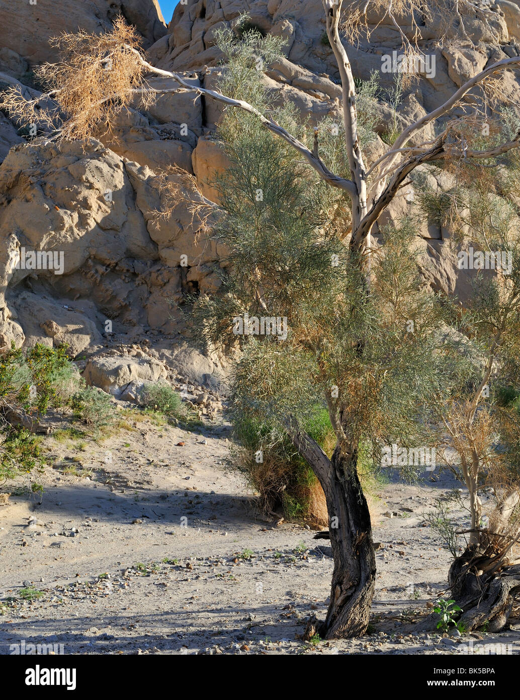 Alberi di fumo, Dalea spinosa, Coachwhip Canyon, Anza-Borrego State Park, CA 100327 35221 Foto Stock