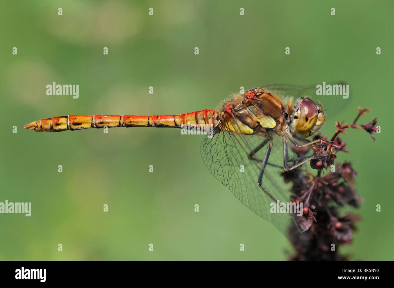 Libellula, Foto Stock