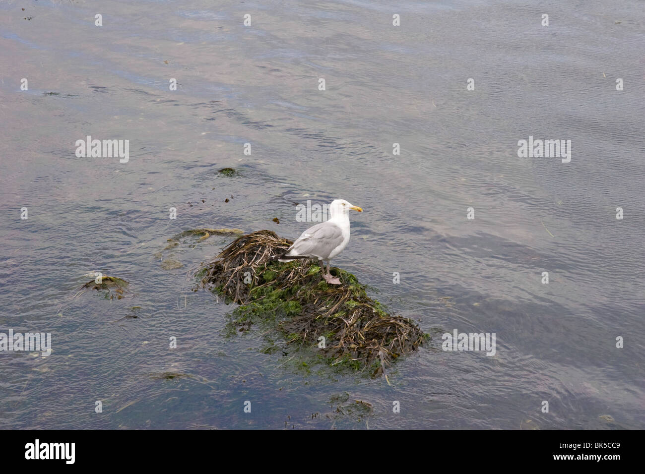 Aringa Gull visitando Vinalhaven, Maine Foto Stock