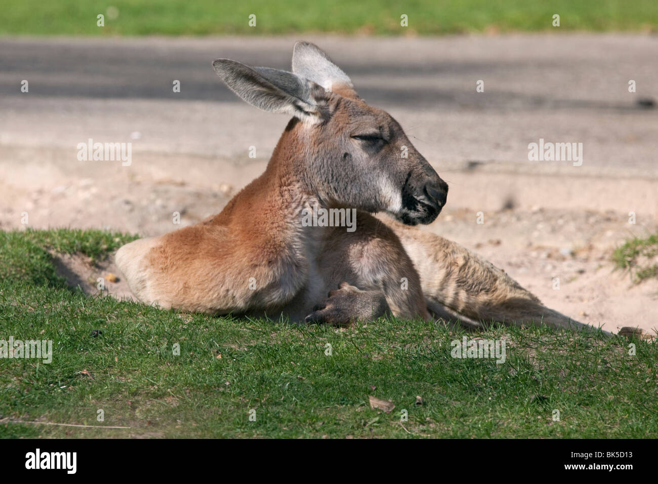 In Kangaroo Zoo Foto Stock