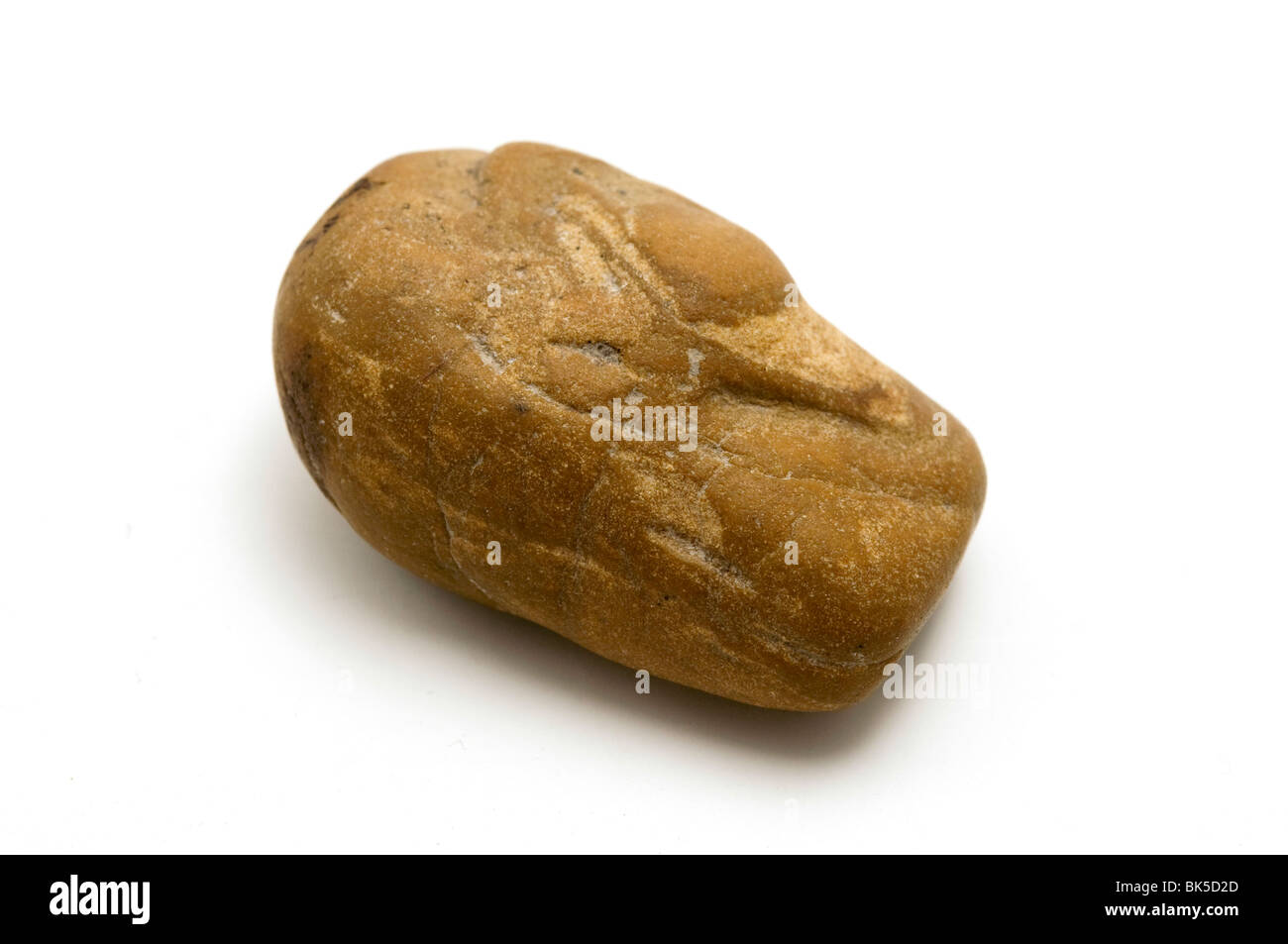 Arenaria su sfondo bianco Foto Stock