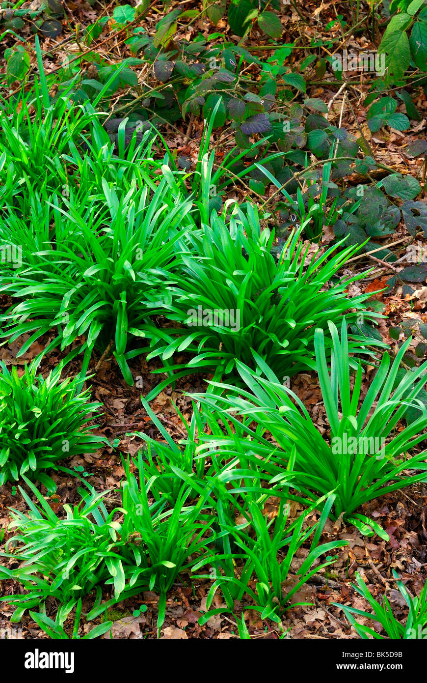 Bluebell piante prima fioritura Foto Stock