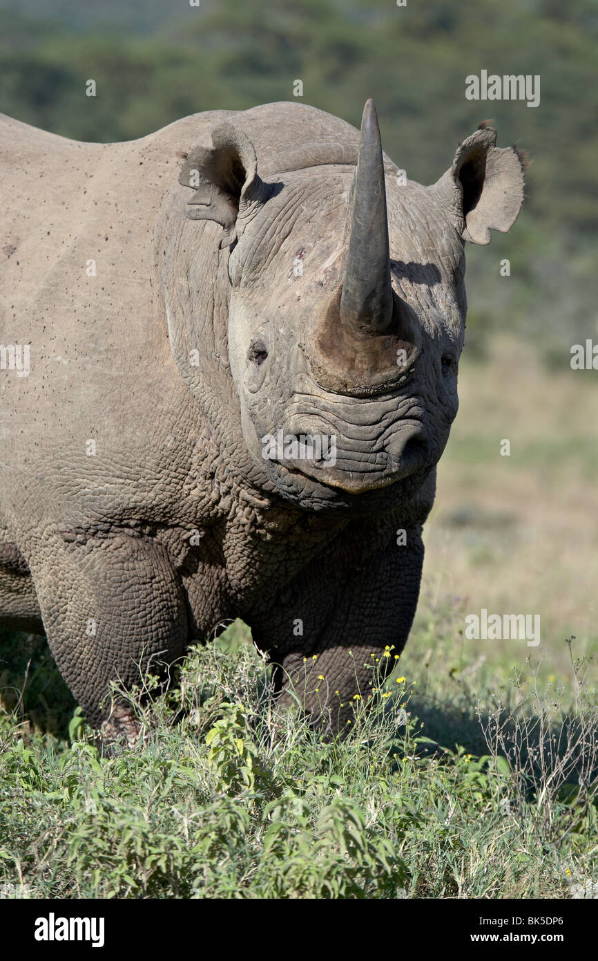Rinoceronte nero (gancio a labbro rinoceronte) (Diceros simum), il lago Nakuru National Park, Kenya, Africa orientale, Africa Foto Stock