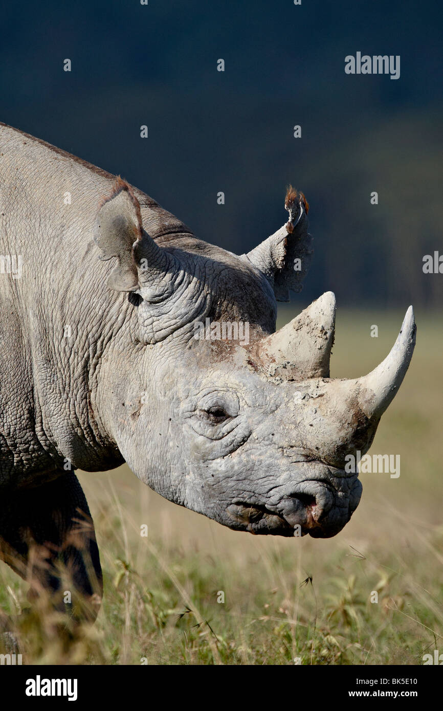 Rinoceronte nero (gancio a labbro rinoceronte) (Diceros simum), il lago Nakuru National Park, Kenya, Africa orientale, Africa Foto Stock