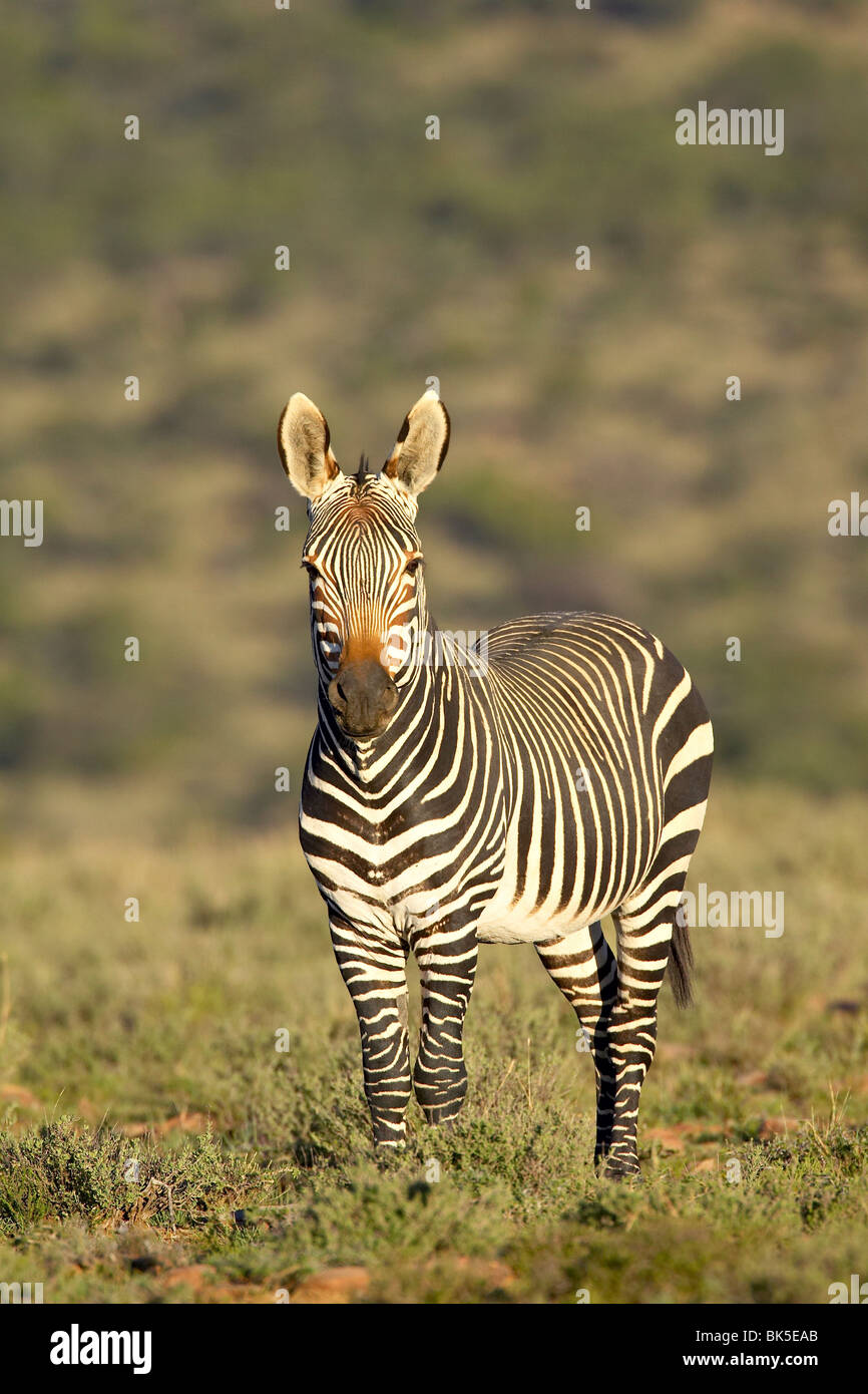Cape mountain zebra (Equus zebra zebra), Mountain Zebra National Park, Sud Africa e Africa Foto Stock