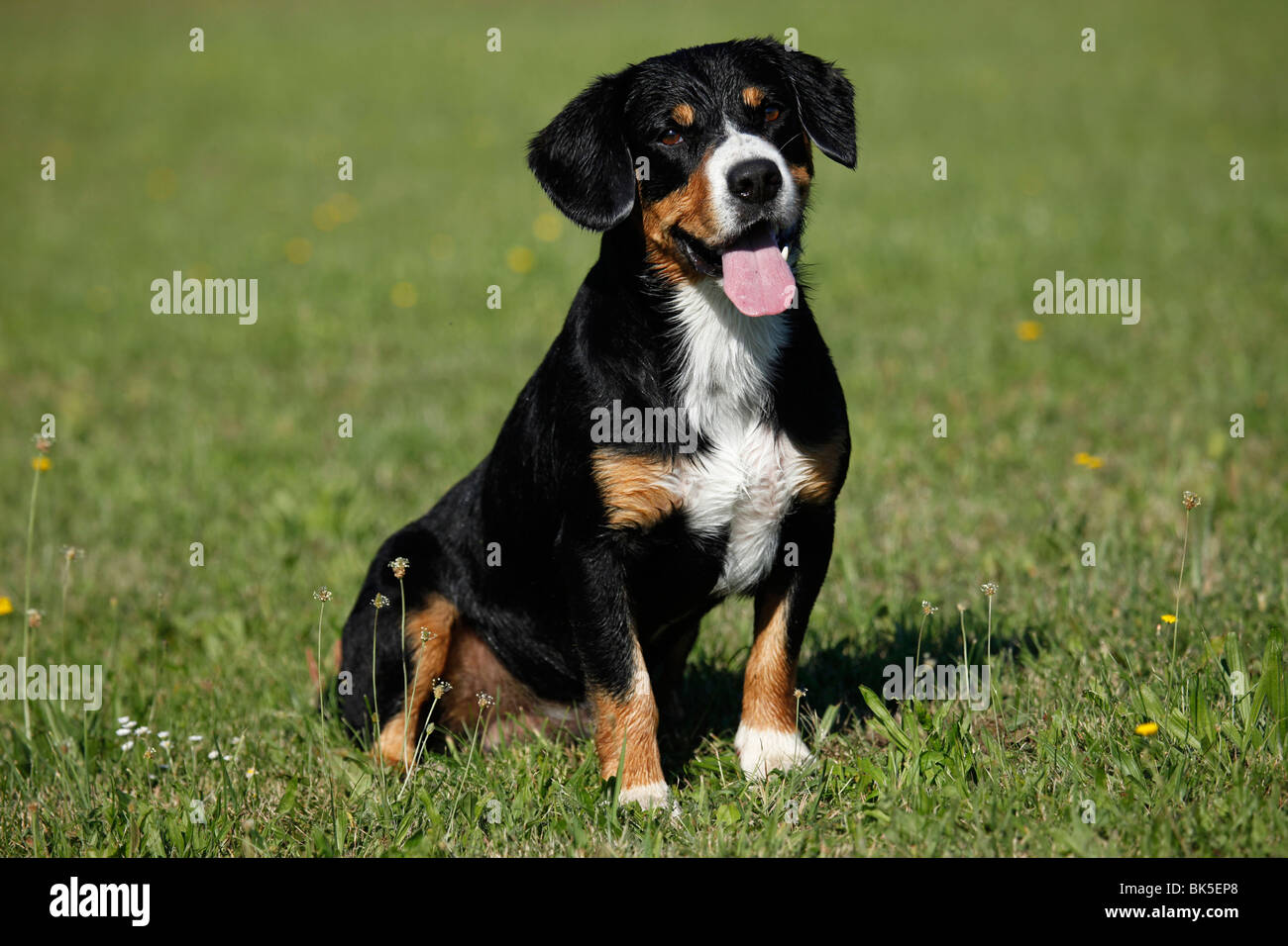 Entlebucher Sennenhund / Entlebucher cane di montagna Foto Stock