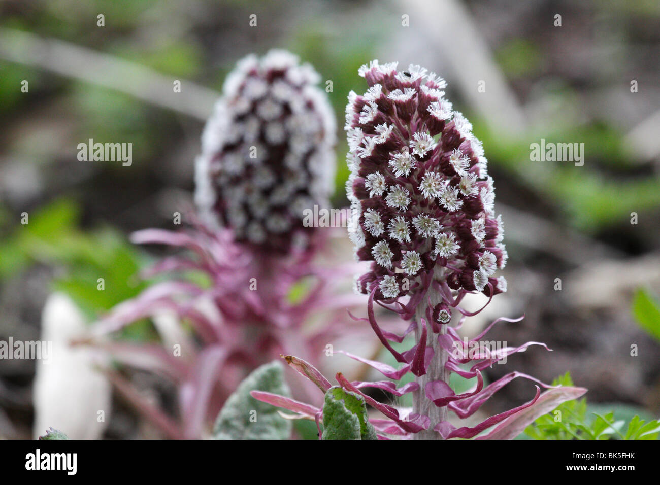 Butterbur comune infiorescenza (Petasites hybridus, Syn. Petasites officinalis) Foto Stock