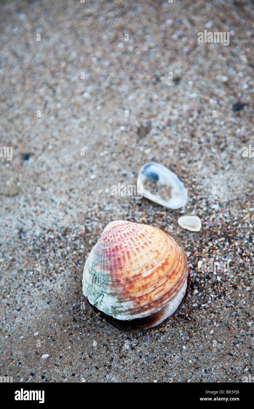 Sabbia e lo sfondo della shell Foto Stock