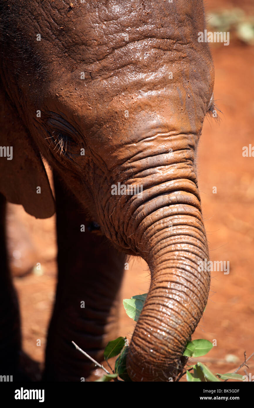 Un Baby Elephant al David Sheldrick Wildlife Trust l'Orfanotrofio degli elefanti, Nairobi, Kenya, Africa orientale, Africa Foto Stock