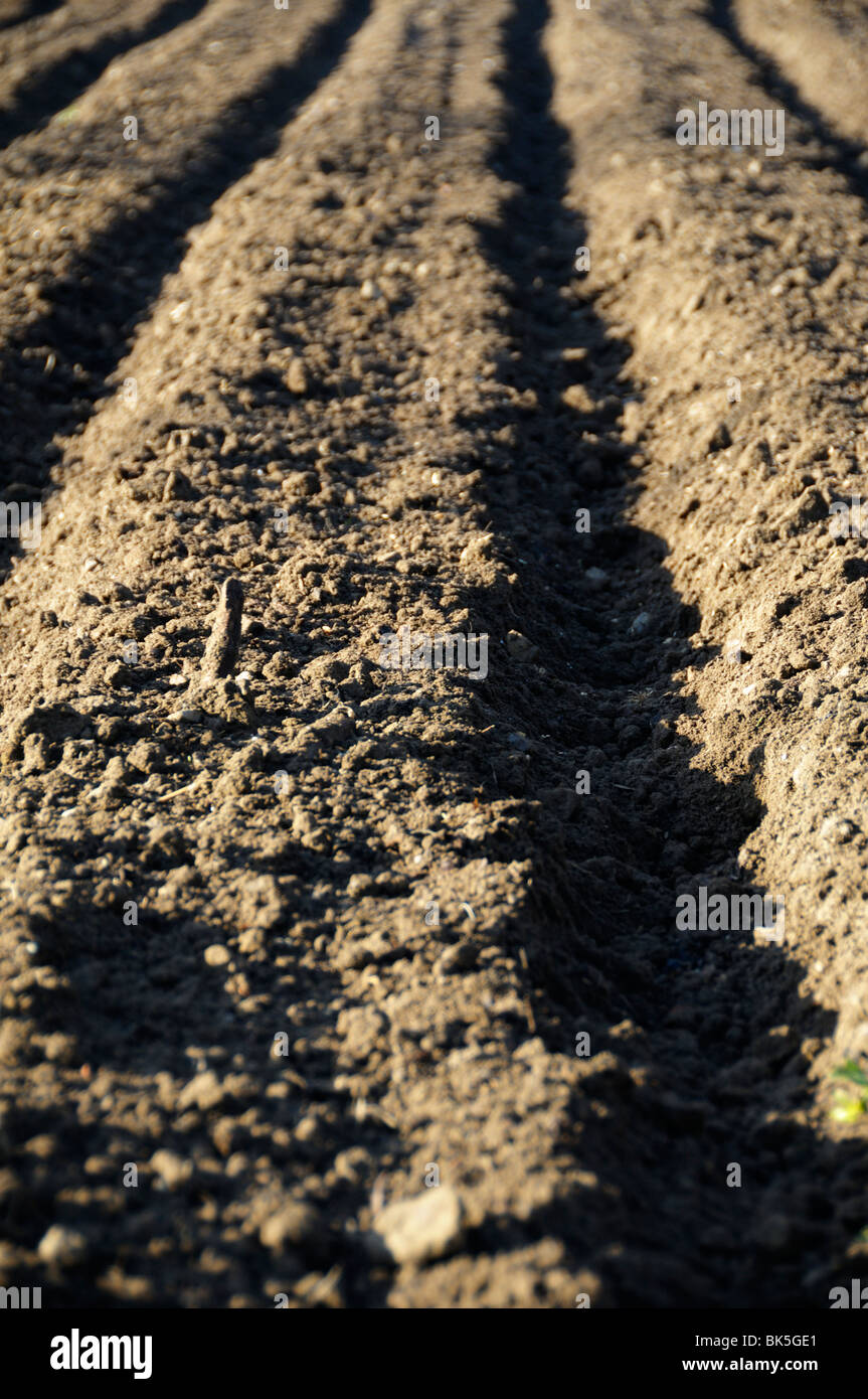 Foto di stock di un preparato di fresco giardino vegetale. Foto Stock