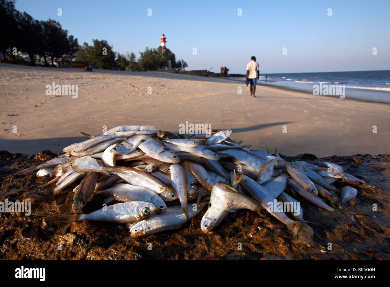 Pesce fresco accatastati sulle rocce presso la città costiera di Beira, Mozambico, Africa Foto Stock