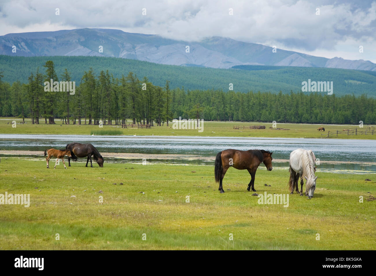 Cavalli al pascolo a lago, lago Khovsgol, Sayan montagne, Khovsgol Nuur, Lago Khovsgol National Park, Mongolia Foto Stock