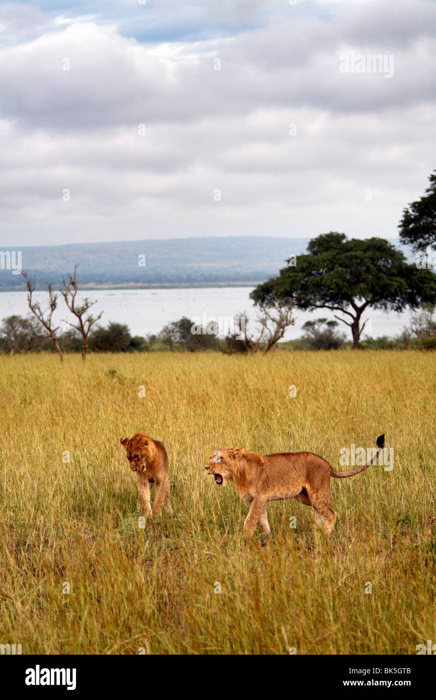 Giovani leoni in Murchison National Park, Uganda, Africa orientale, Africa Foto Stock