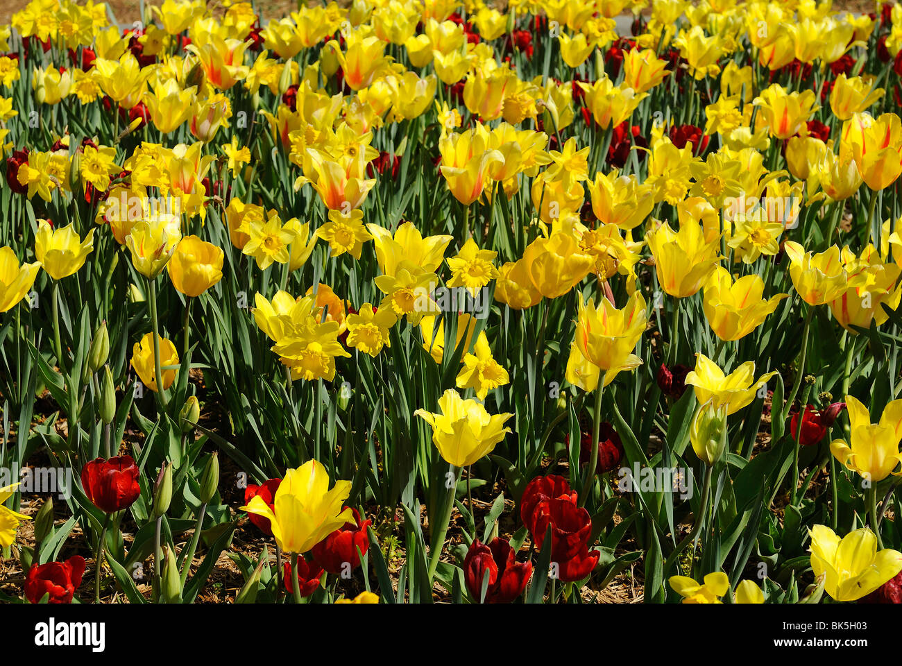 Letti di fiori che fioriscono in Dallas Arboretum Park, Texas Foto Stock