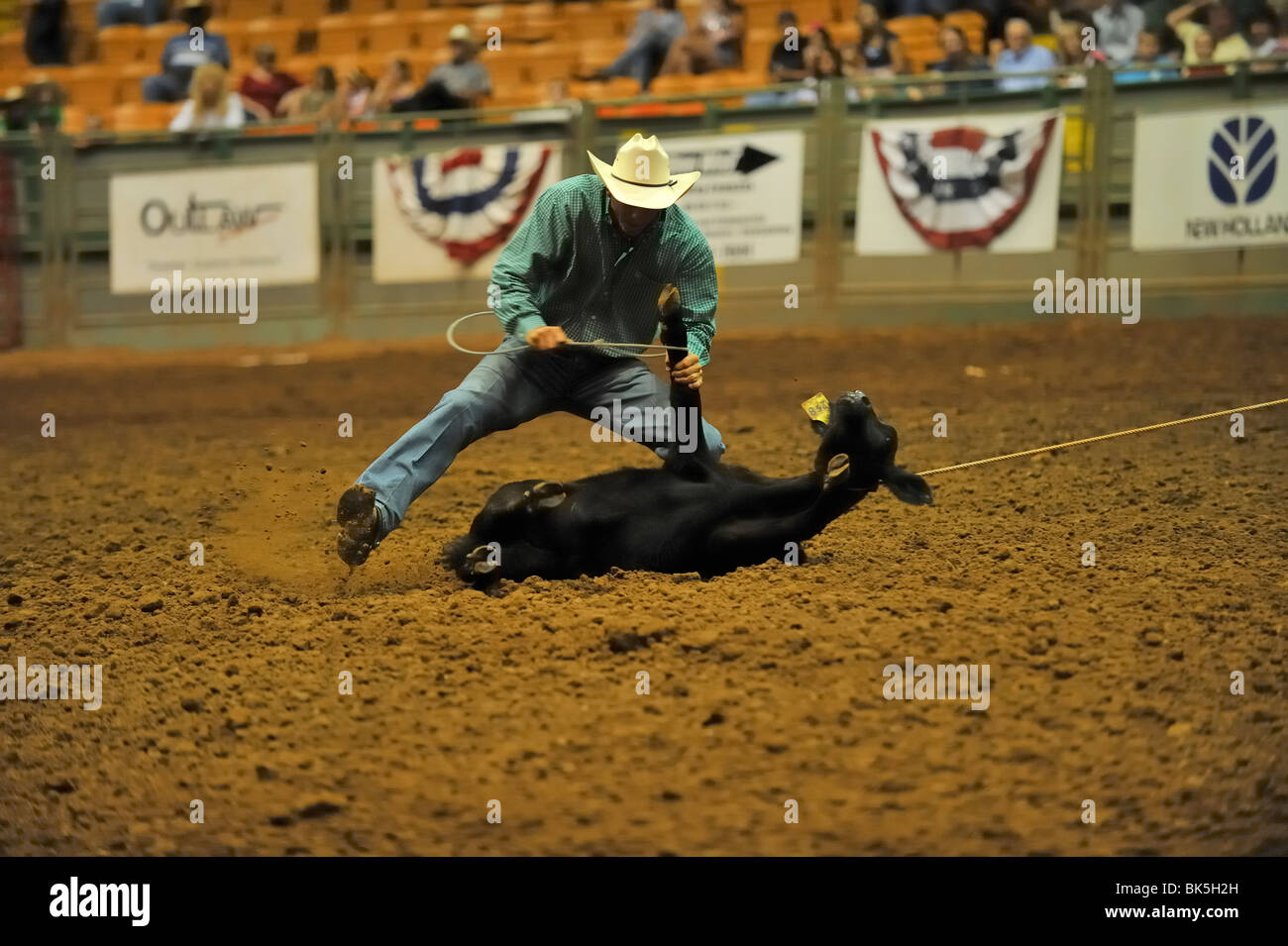 Cowboy durante un vitello roping concorrenza, Fort Worth, Texas Foto Stock