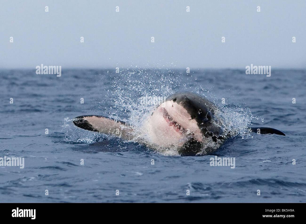 Il grande squalo bianco (Carcharodon carcharias), in caso di violazione, Guarnizione Isola, False Bay, Città del Capo, Sud Africa e Africa Foto Stock