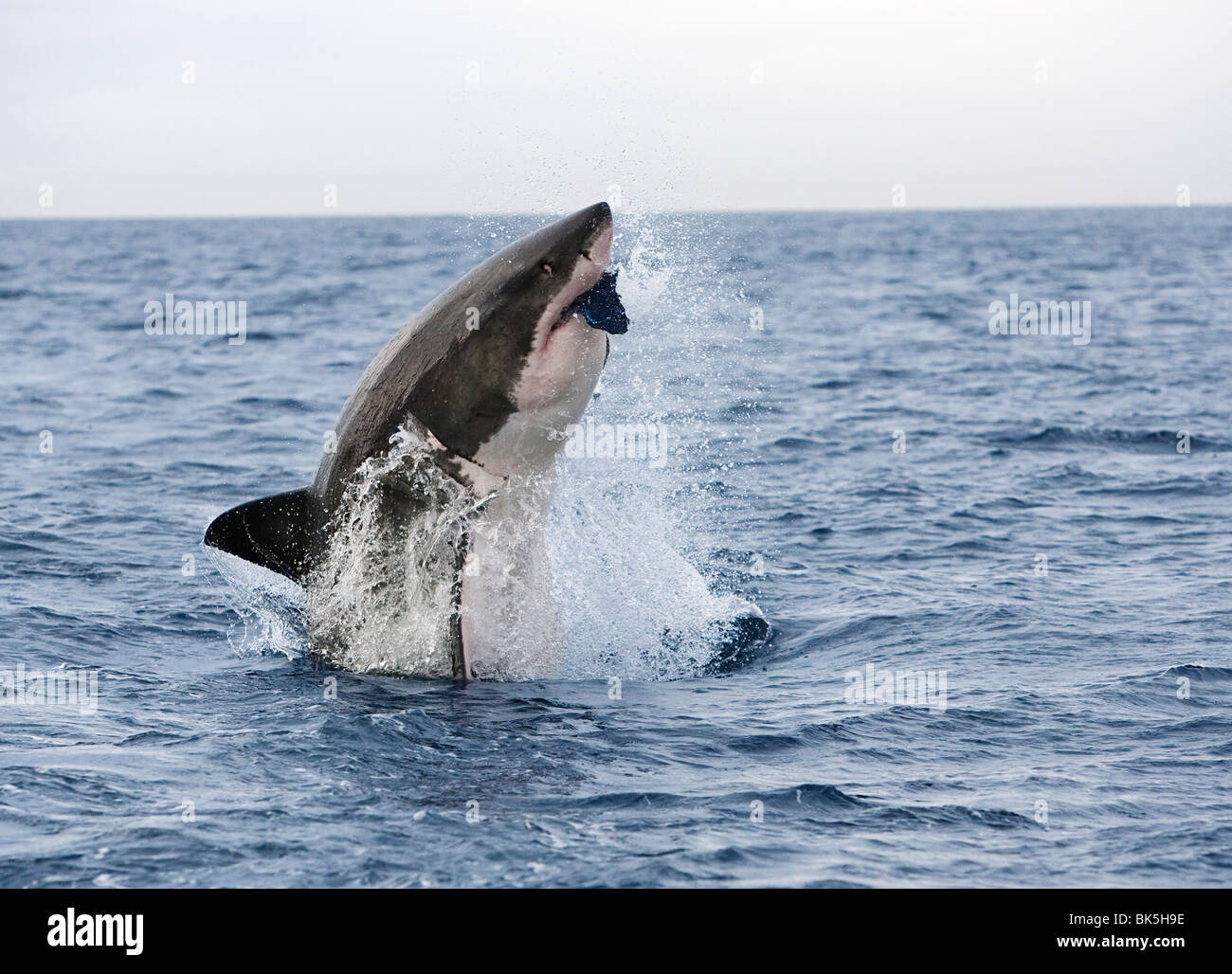 Il grande squalo bianco (Carcharodon carcharias), in caso di violazione per decoy, Isola di tenuta, False Bay, Città del Capo, Sud Africa e Africa Foto Stock