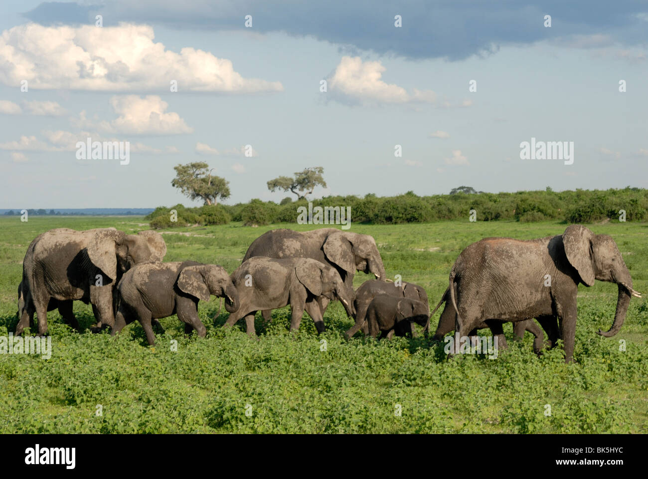 Gruppo di elefanti dopo il bagno di fango, Chobe National Park, Botswana, Africa Foto Stock