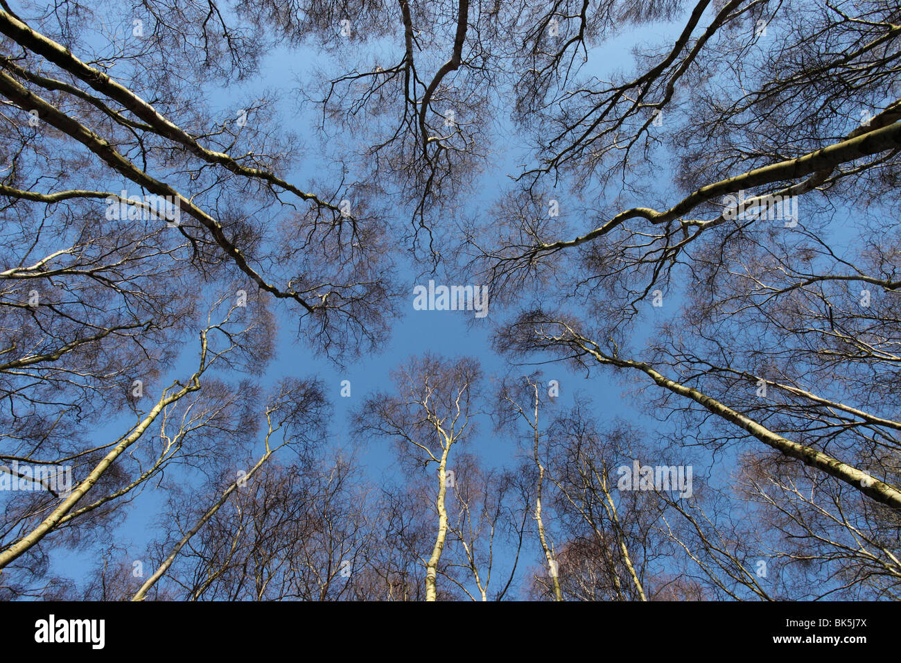 Guardando verso l'alto in corrispondenza di betulle in inverno contro un cielo blu. Foto Stock