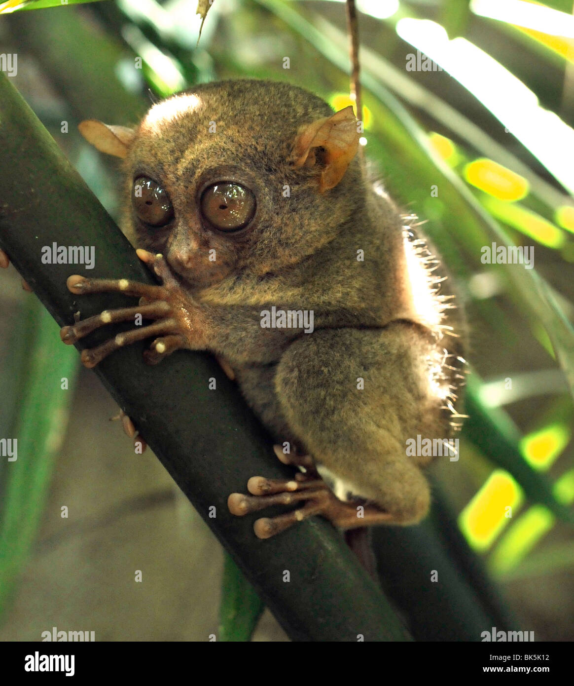 Il filippino tarsier conosciuto localmente come Maumag, un tarsier minacciate specie endemica delle Filippine Foto Stock