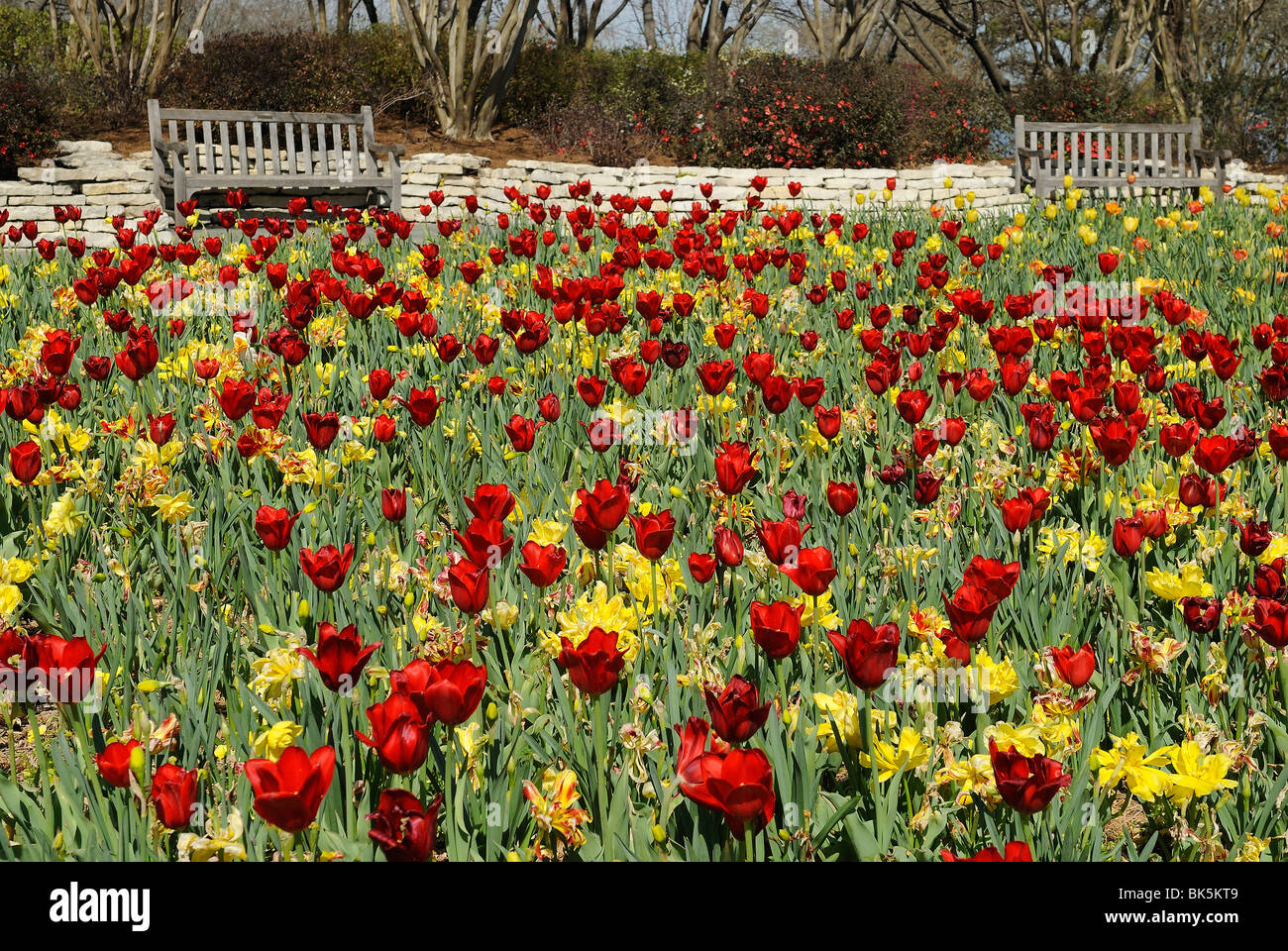 Letti di fiori che fioriscono in Dallas Arboretum Park, Texas Foto Stock
