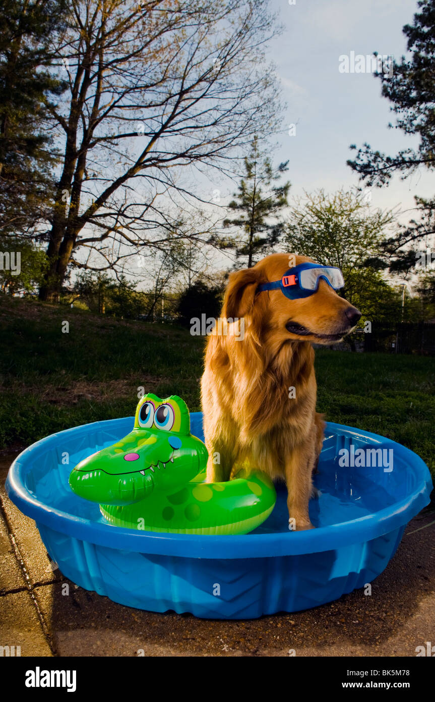 Un golden retriever in una piscina con una maschera di nuoto e di un galleggiante giocattolo al tramonto (Canis lupus familiaris) Foto Stock