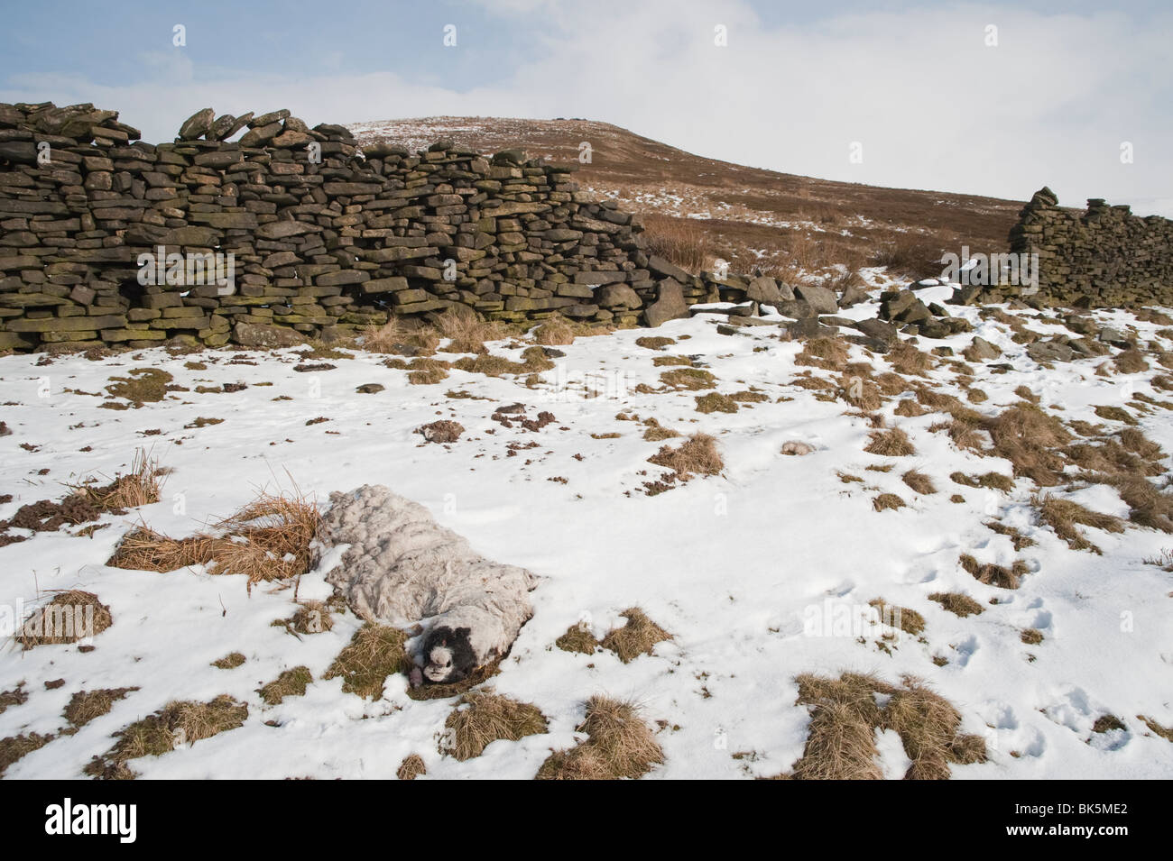 Pecora morta dopo il disgelo di neve pesante, Peak District, Derbyshire, Regno Unito Foto Stock