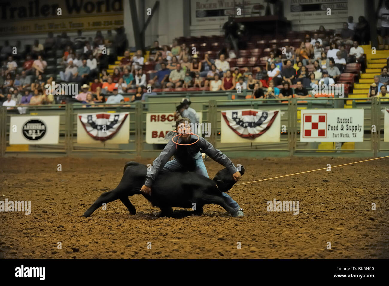 Cowboy durante un vitello roping concorrenza, Fort Worth, Texas Foto Stock