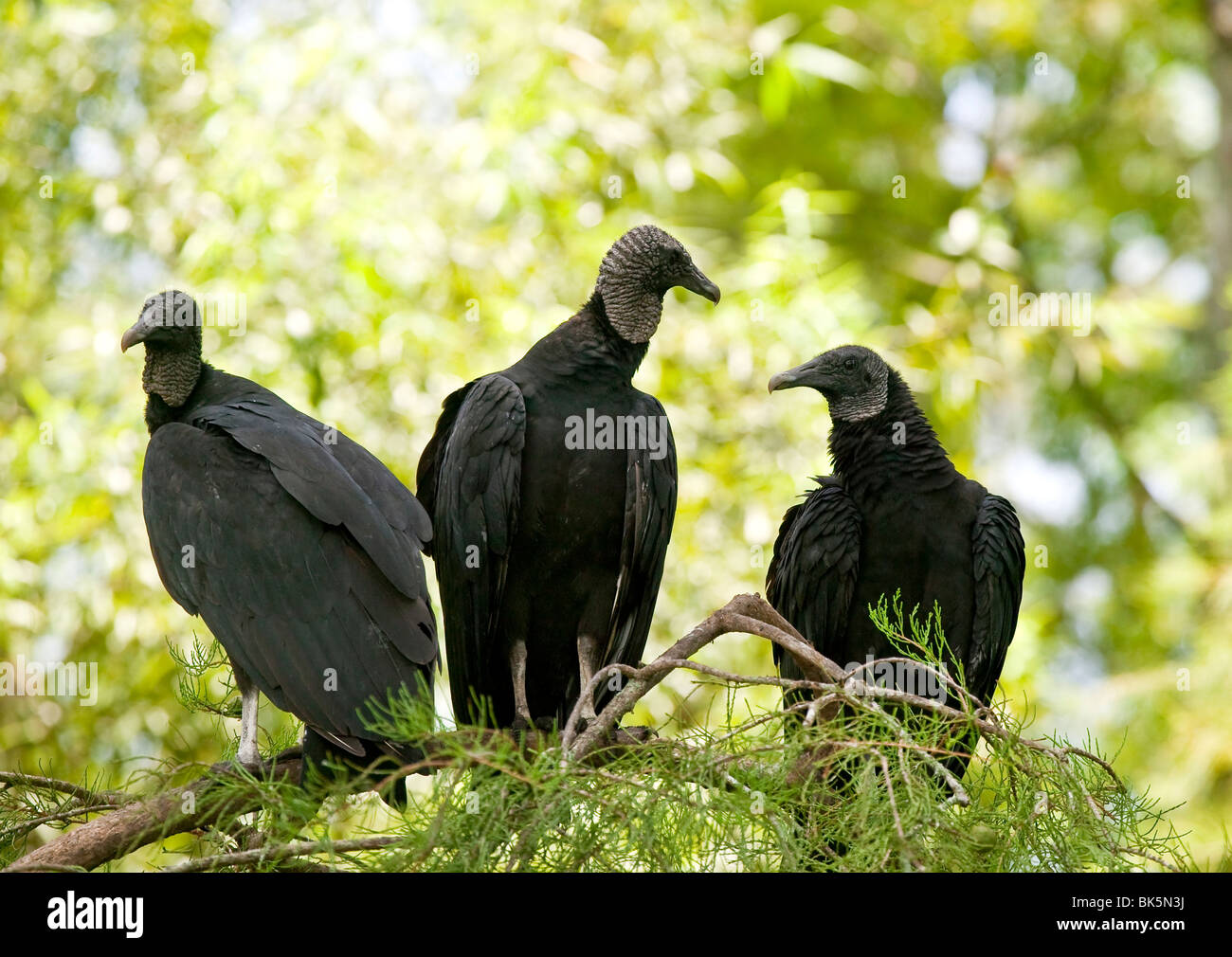 Tre avvoltoi nero in un albero florida USA Foto Stock