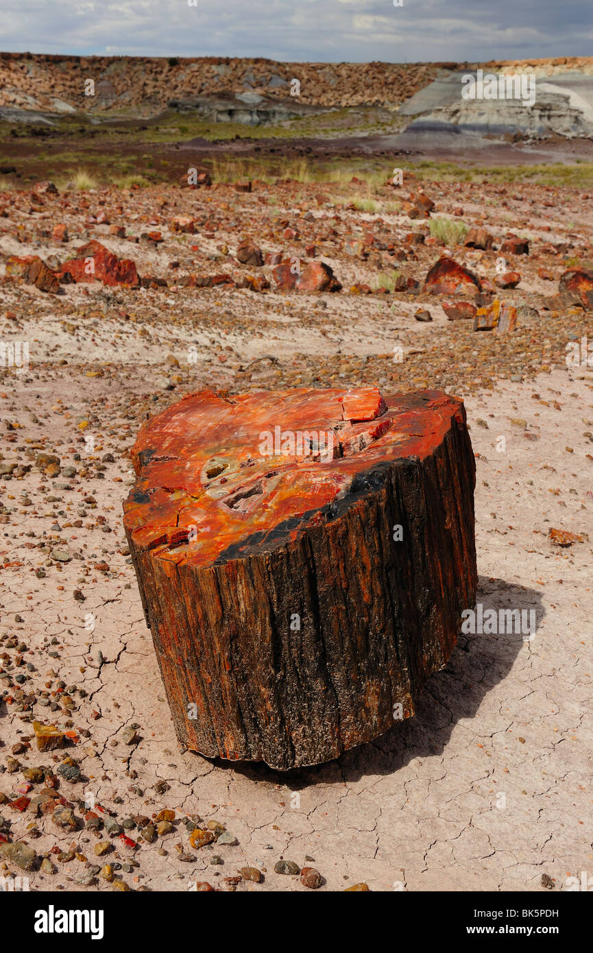 Sezione di un impietrito tronco di albero nel Parco Nazionale della Foresta Pietrificata, Arizona, Stati Uniti d'America Foto Stock