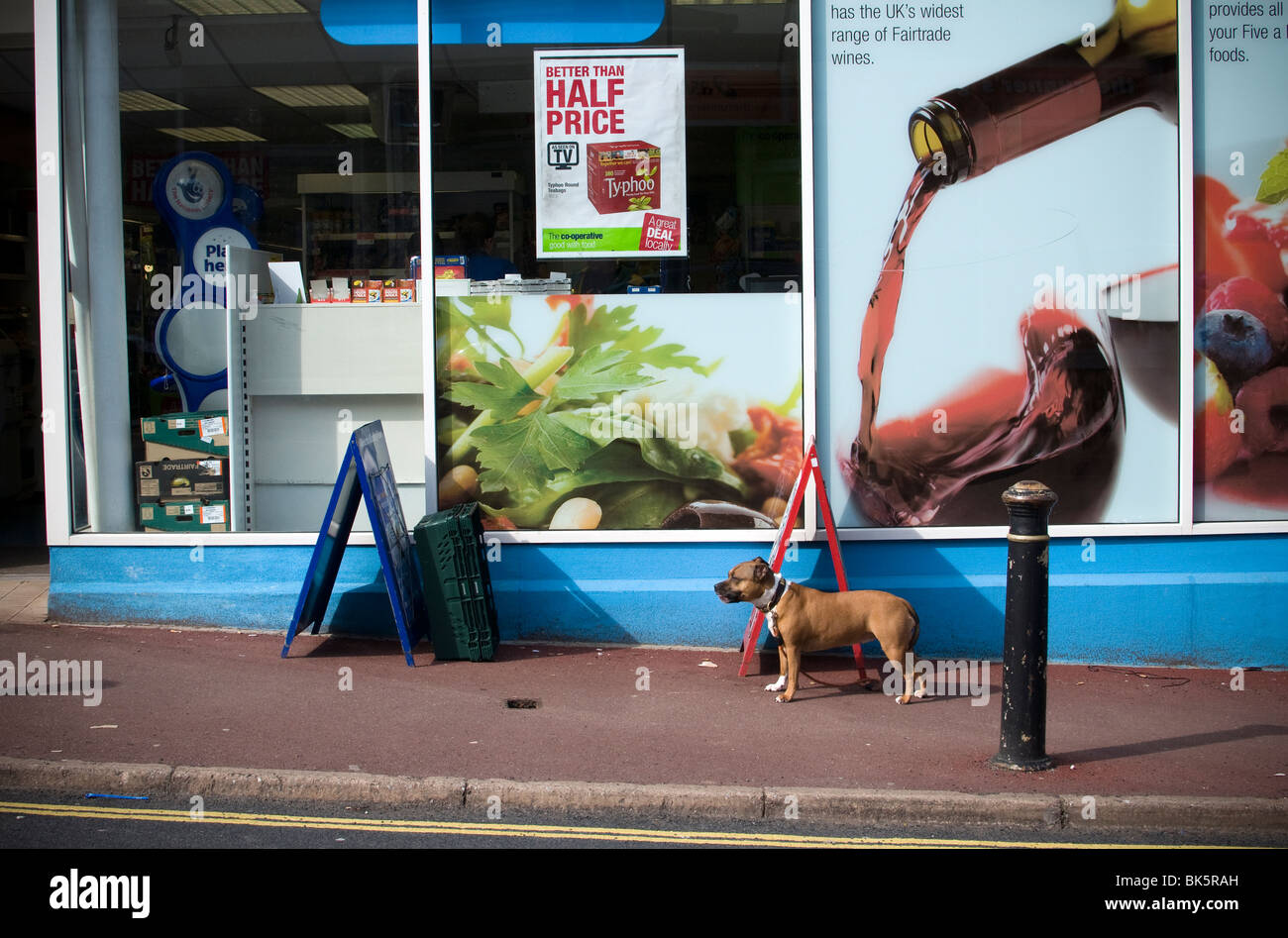 Co-op,una vita cani,Co-operative,bollard,pavimentazione,un kirb, Foto Stock