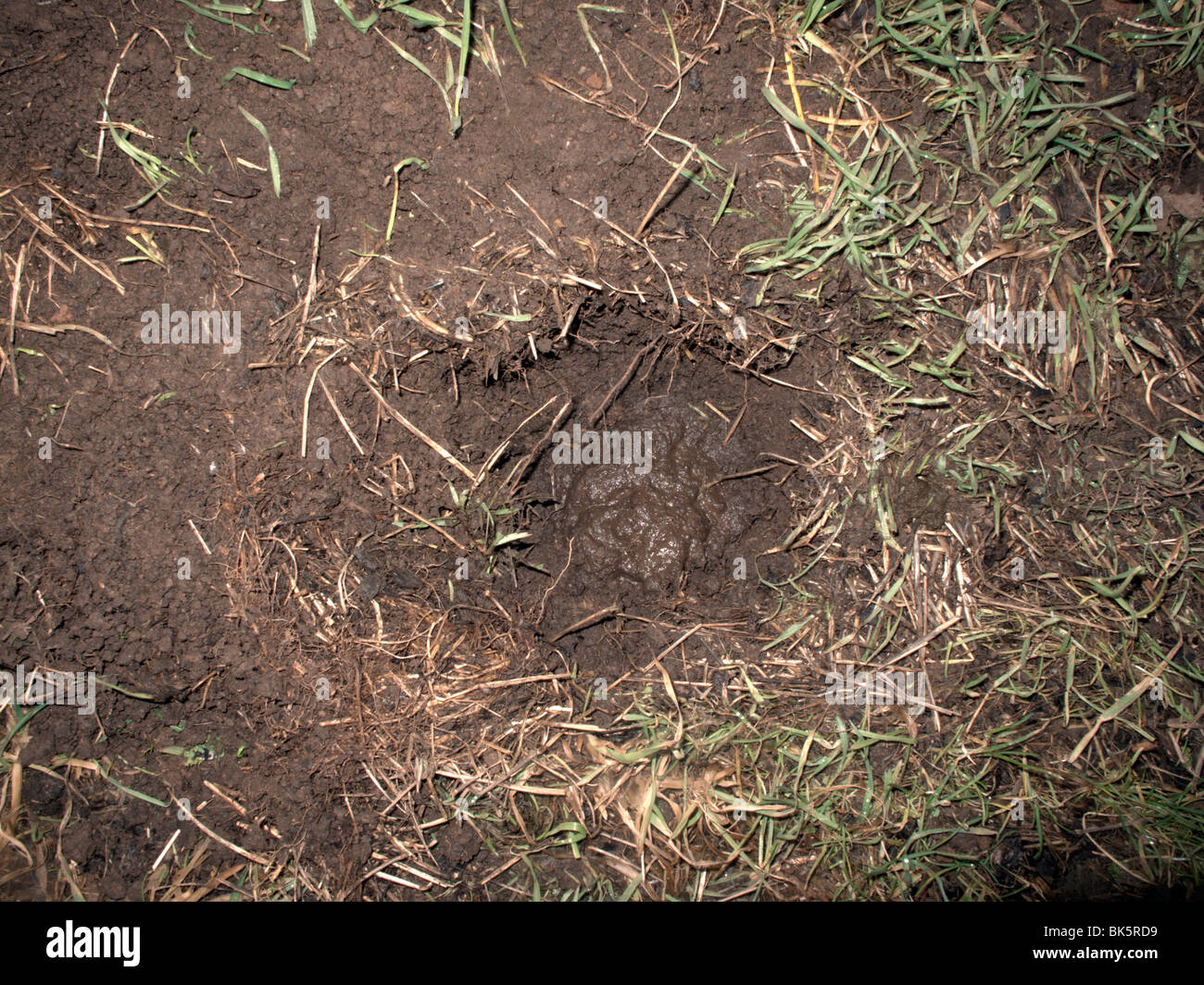 Badger, Meles meles, pollina in foro, Midlands, Febbraio 2010 Foto Stock