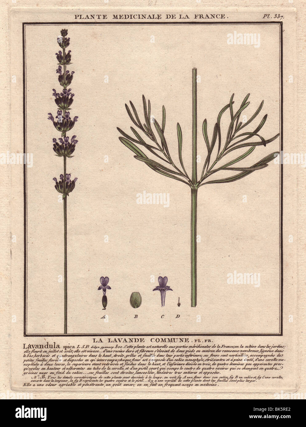 Lavanda (Lavandula) erba aromatica, utilizzato in erboristeria e aromaterapia. Foto Stock
