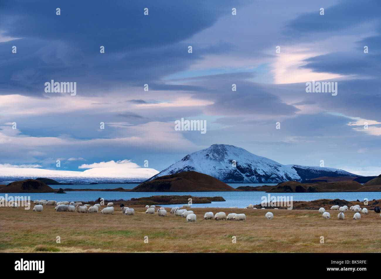 Icelandic Sheep sulla sponda orientale del Lago Myvatn,Myvatn area, Islanda, regioni polari Foto Stock