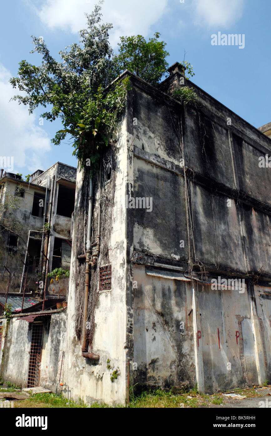 Un edificio abbandonato invaso da piante parassite raffigurante "Urban Jungle". Foto Stock