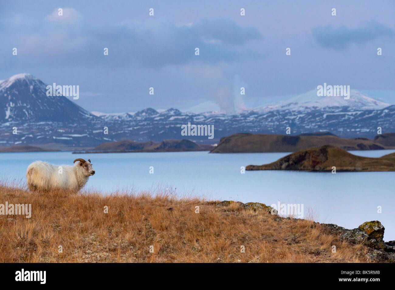 Icelandic Sheep sulle rive del Lago Myvatn, Mount Hlidarfjall, 771m, visibile in distanza, nei pressi di Skutustadir, Islanda Foto Stock
