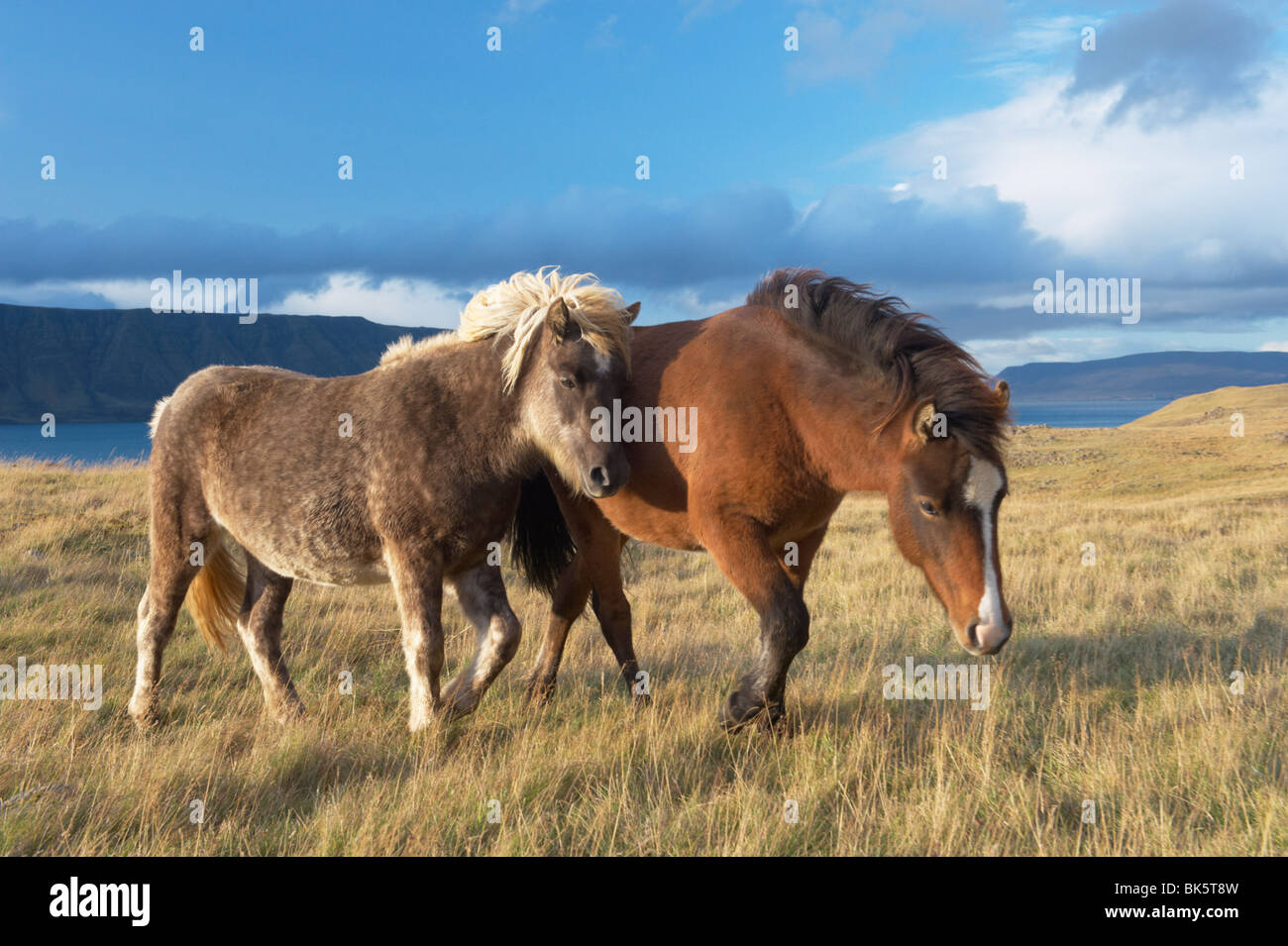 Cavalli islandesi a Midsandur, Hvalfjordur, a nord di Reykjavik, Islanda, regioni polari Foto Stock