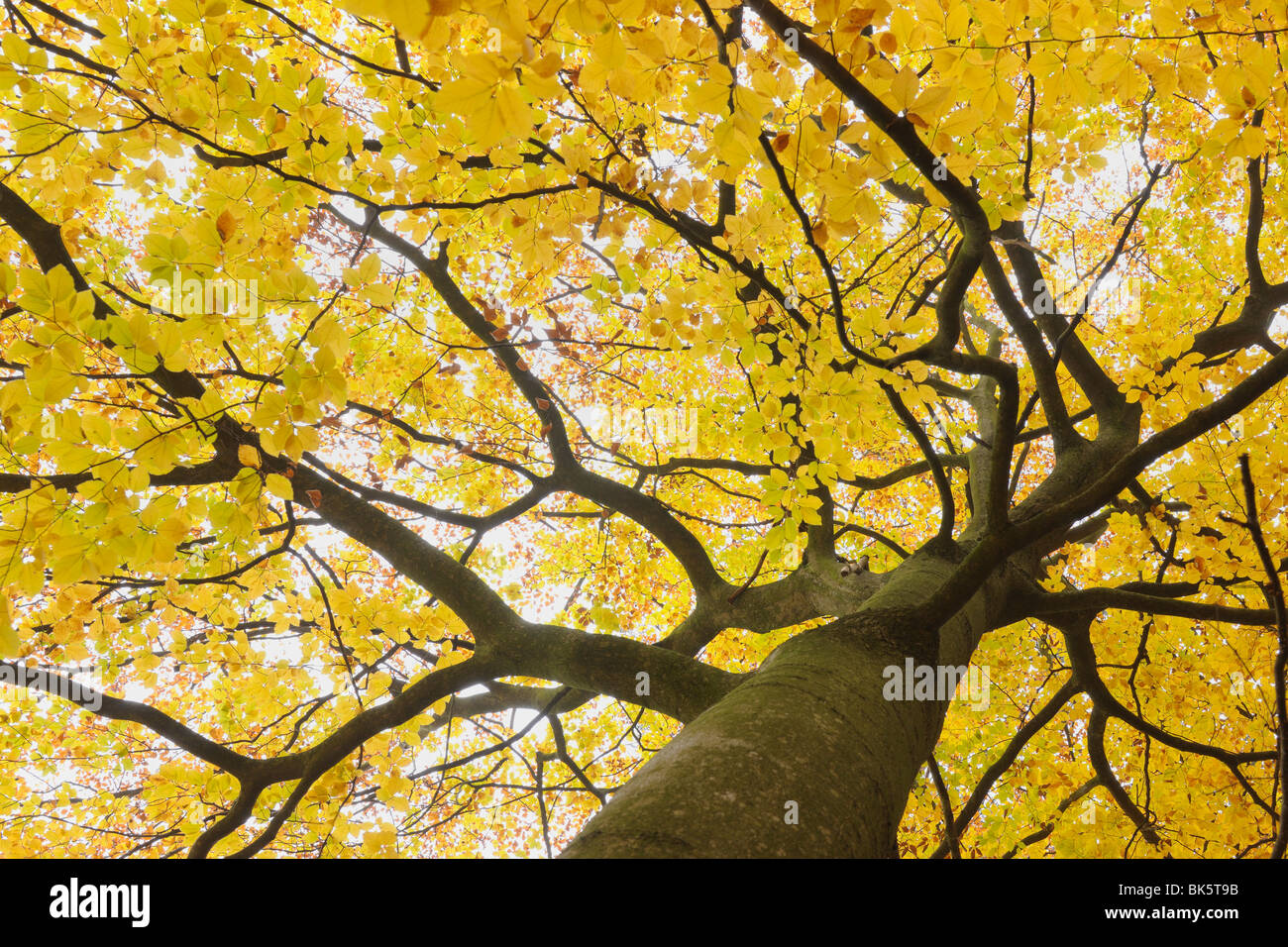 Faggeta in autunno, Spessart, Baviera, Germania Foto Stock