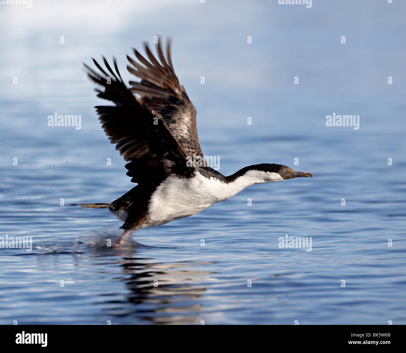 Blue-eyed shag decollo dall'acqua, Paulete Isola, Penisola Antartica, Antartide Foto Stock