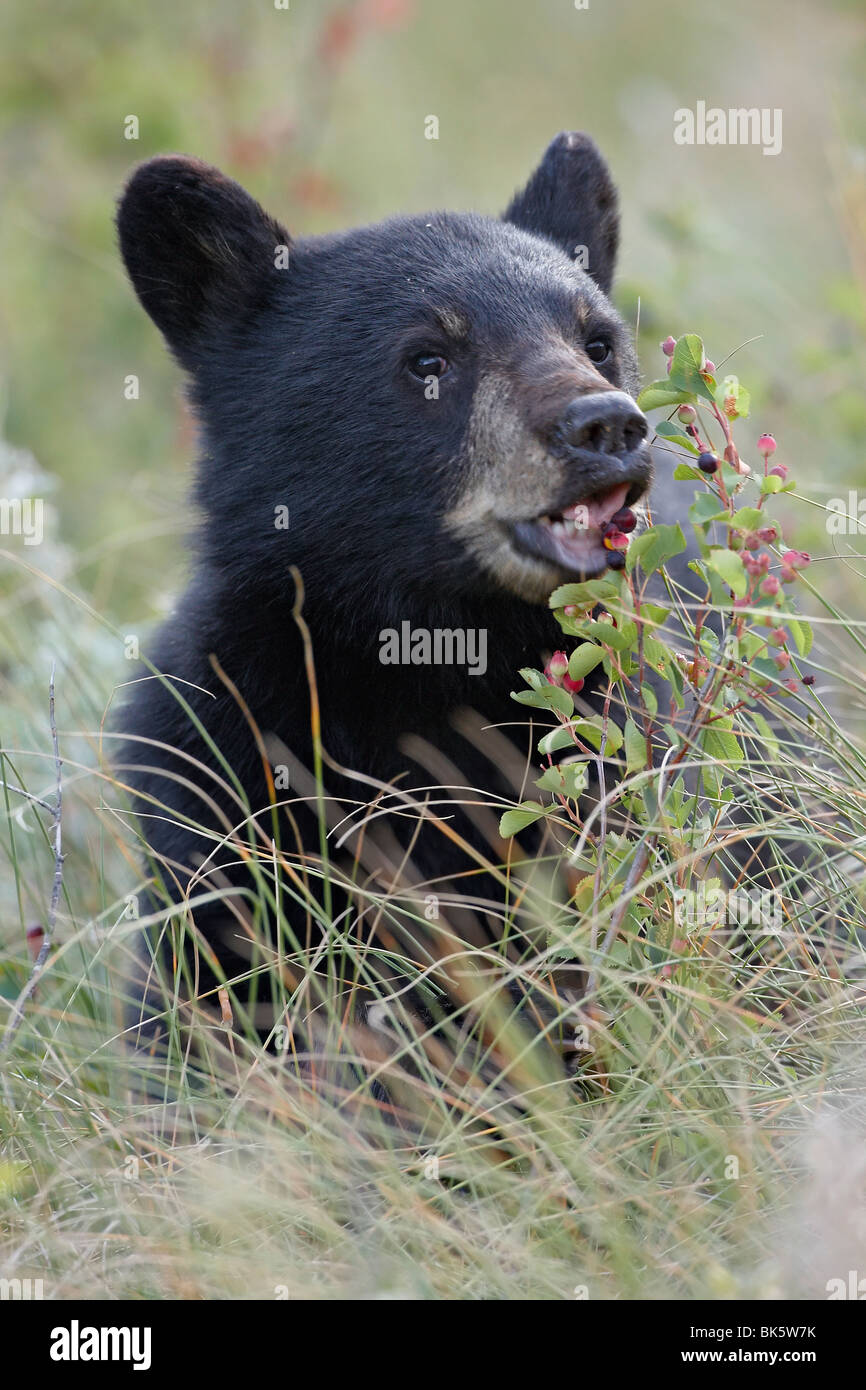 Black Bear (Ursus americanus) cub mangiare bacche di Saskatoon, Parco Nazionale dei laghi di Waterton, Alberta, Canada, America del Nord Foto Stock