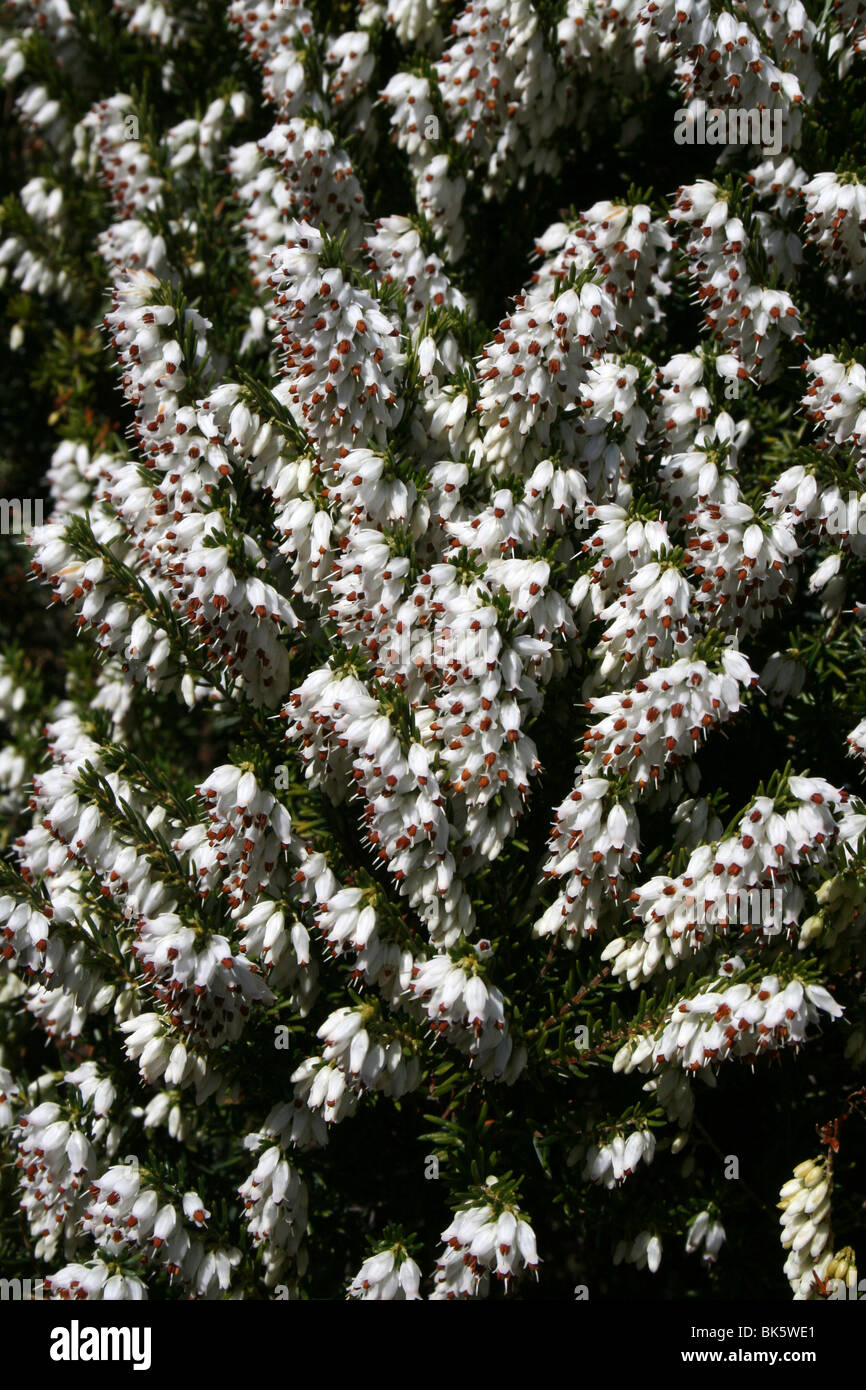 White erica Erica Carnea presi in West Kirby, Wirral Foto Stock