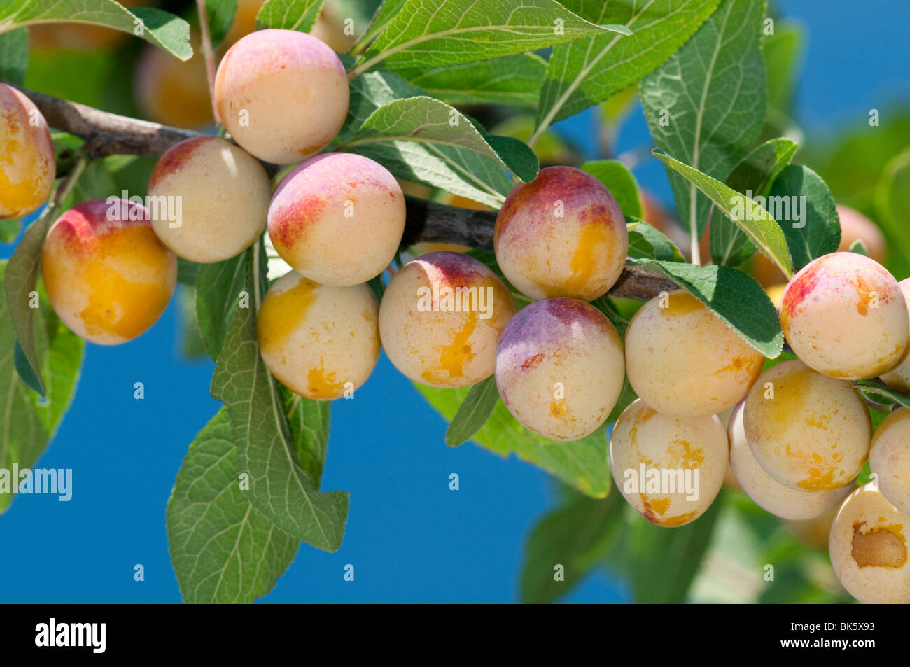 Mirabelle Prune, Mirabelle prugna (prunus domesticus syriaca), varietà: Mirabelle da Nancy, parte di un ramo con frutta. Foto Stock