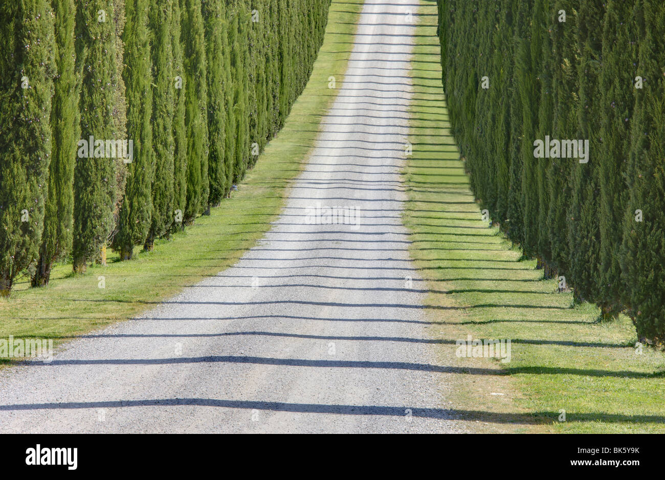Vista astratta di cipressi e le loro ombre su strada di ghiaia, vicino a Pienza, Toscana, Italia, Europa Foto Stock
