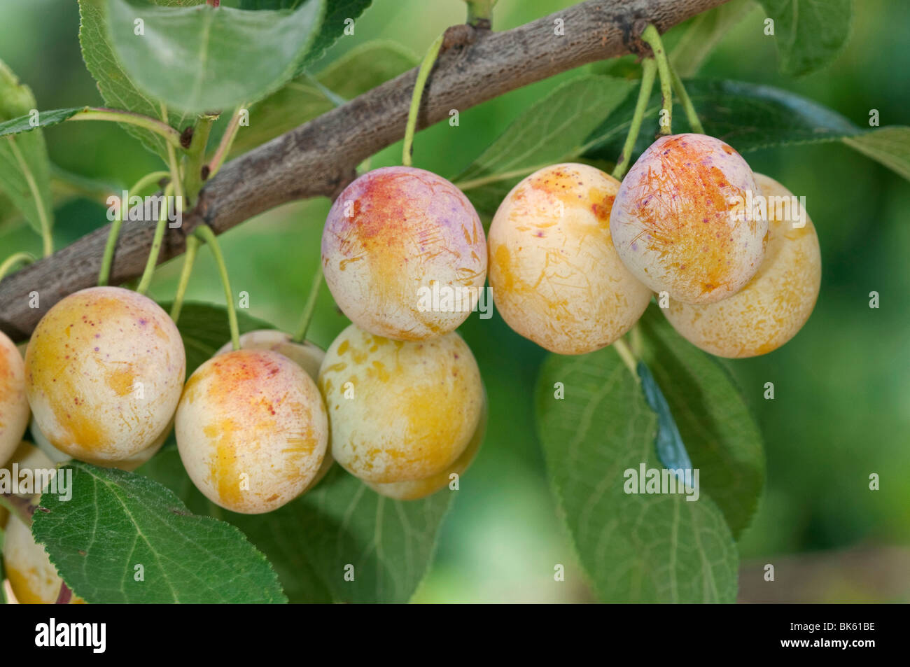 Mirabelle Prune, Mirabelle prugna (prunus domesticus syriaca), varietà: Mirabelle da Nancy, parte di un ramo con frutta. Foto Stock