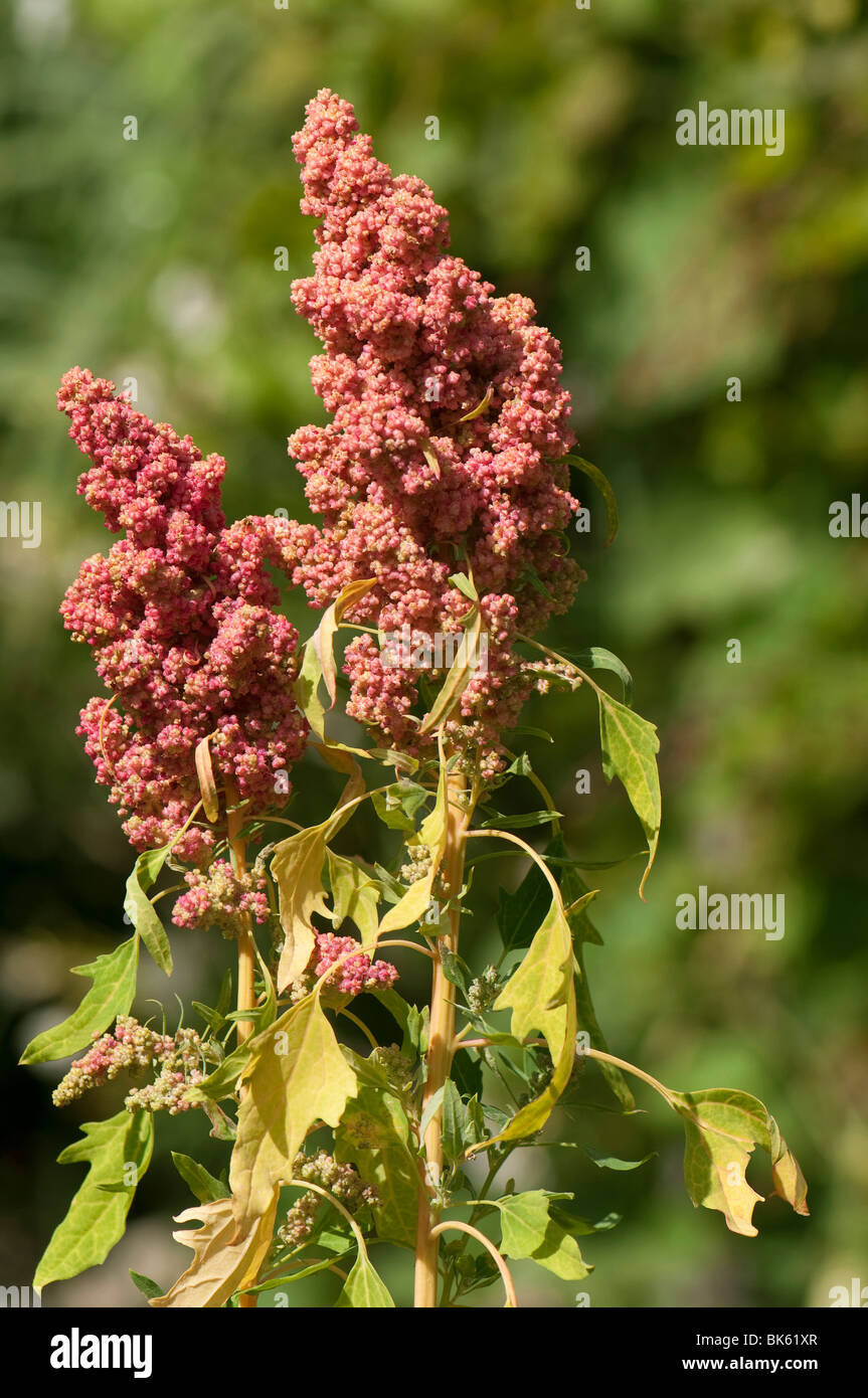 La quinoa (Chenopodium quinoa), ramoscello con fiori e grani. Foto Stock